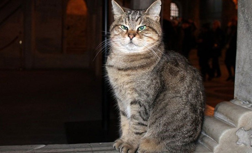Ayasofya'nın sembolü Gli hayatını kaybetti