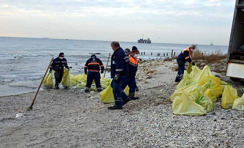 Avcılar sahilinden 10 ton zehirli denizanası toplandı