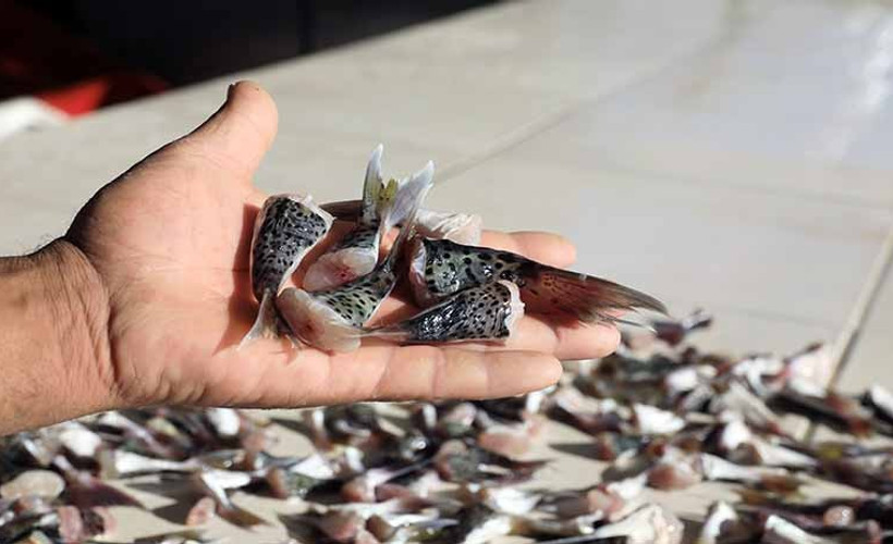 Balon balığı kuyruğu teslimatı başladı