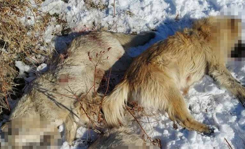 Malazgirt'te 3 köpek katledildi