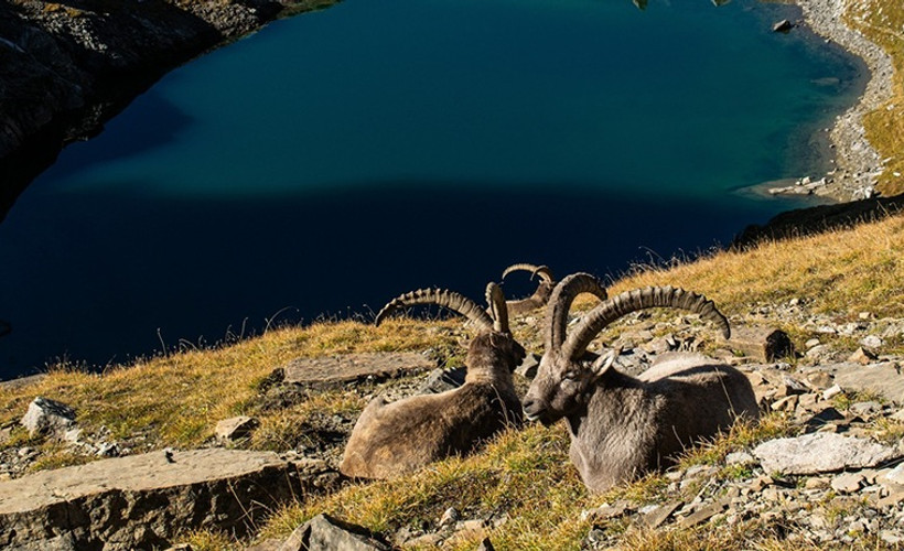 Dersim'de şüpheli şekilde ölen 8 yaban keçisi için suç duyurusu