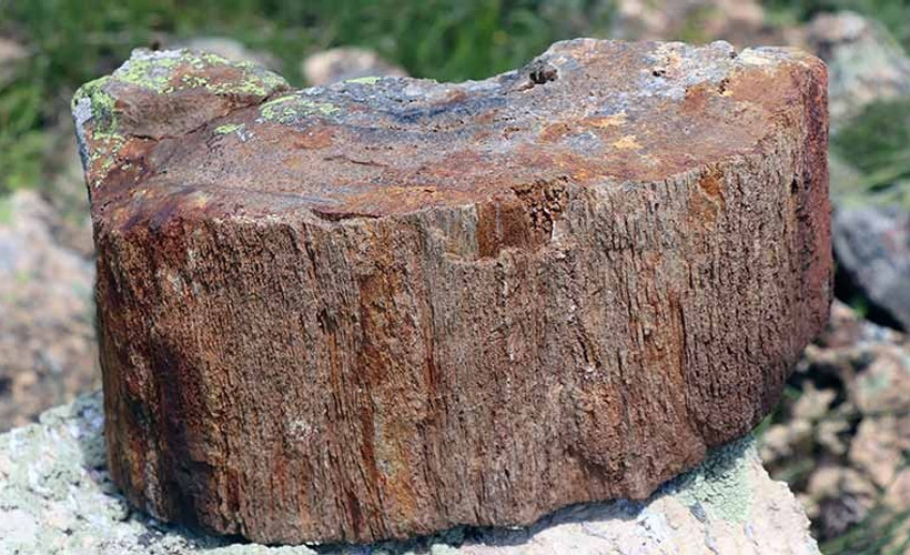 Gümüşhane'de önemli keşif: 160 milyon yıllık ağaç fosillerinde yeni türler bulundu