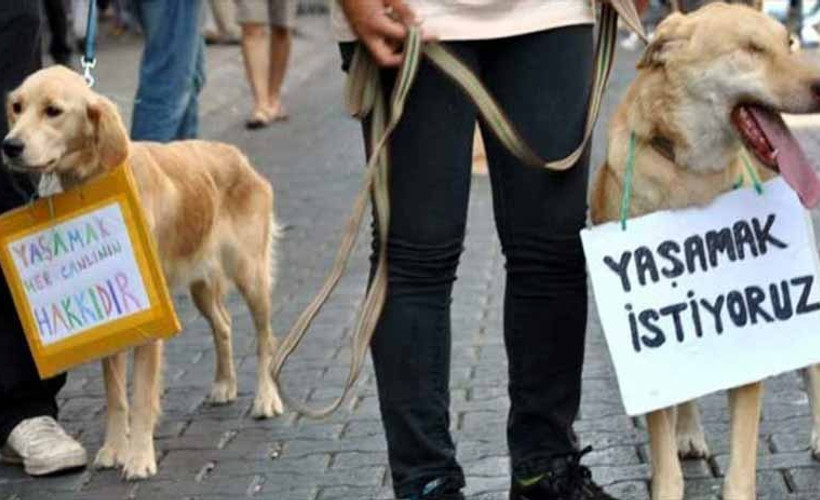 'Hayvanları koruyamazsak, kadına şiddetin de çocuk istismarının da önüne geçemeyiz'