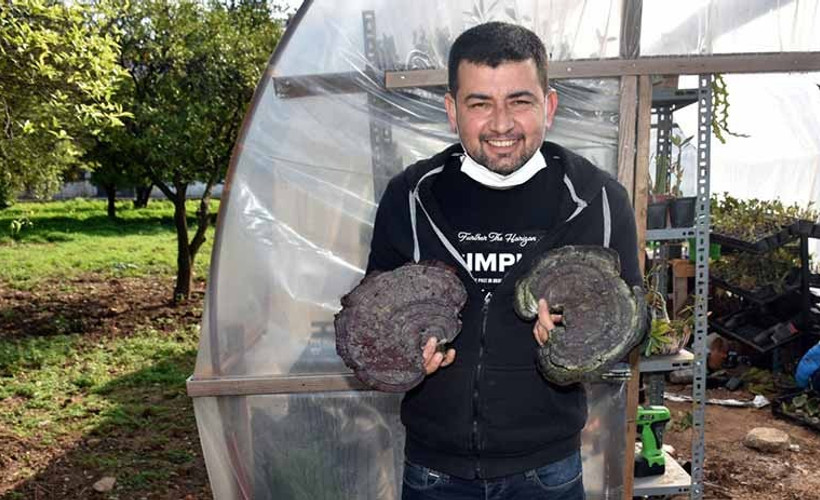 Kilosu 4 bin liraya alıcı bulabiliyor: Marmarisli turizmci, şans eseri 'ölümsüzlük mantarı' buldu