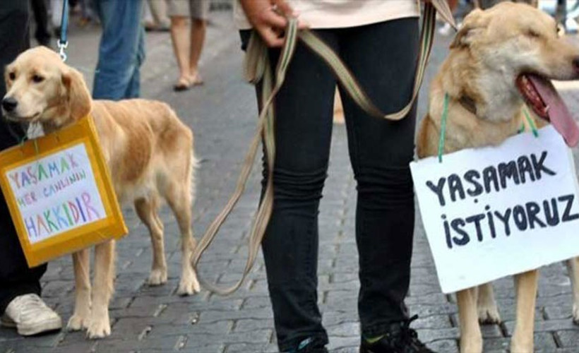 Ankara'da İsmail Koç isimli kişi 20 hayvanı öldürdü, sadece sahipli köpekler için ceza aldı