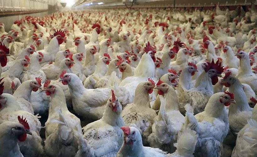 Yumurta üreticisinden uyarı: ‘Gezen tavuk yumurtası’nın ülkemizde üretimi mümkün değil