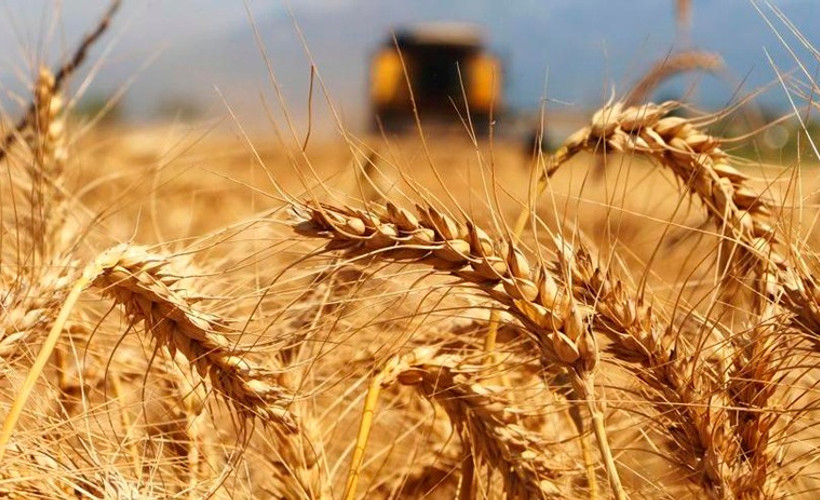 Türkiye, 1.4 milyar nüfuslu Çin'den daha fazla buğday ithal etti