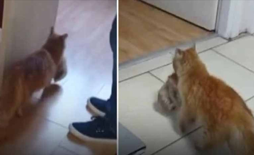 Kedi, ağzında taşıdığı hasta yavrularını veterinere getirdi