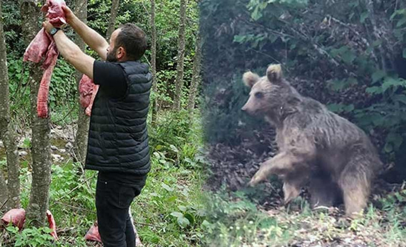 'Ayılar köylere inmesin’ diye ormana ‘sakatat’ bırakıyorlar: Doyanlar bölgelerinde kalıyor