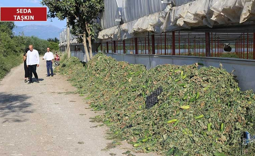 Çiftçi salatalıkları yerlere döktü: Bu görüntü çiftçinin isyanıdır!