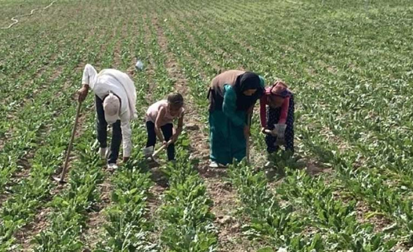 Genelge var uygulayan yok: Tarım işçileri 5 kilometreden su taşıyor