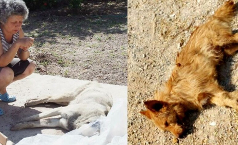 Bodrum'da köpekleri zehirli kıyma ile öldürdüler