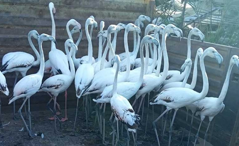 Kanatları kesilen flamingo yavruları için para cezası