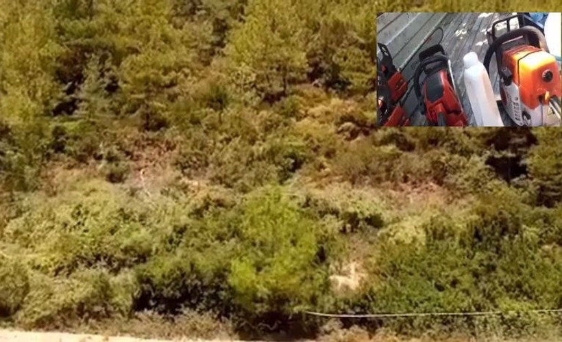 Kriz fırsatçılığı: 'Yangın söndürme' adı altında ormana giden şirket çalışanları ağaç katliamı yaptı