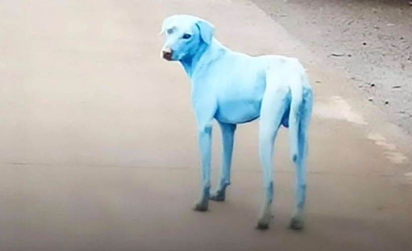 Hindistan'da 'mavi köpek' sırrı çözüldü