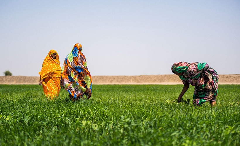 Sudan'da toprak kiralamanın sekiz yıllık hikayesi