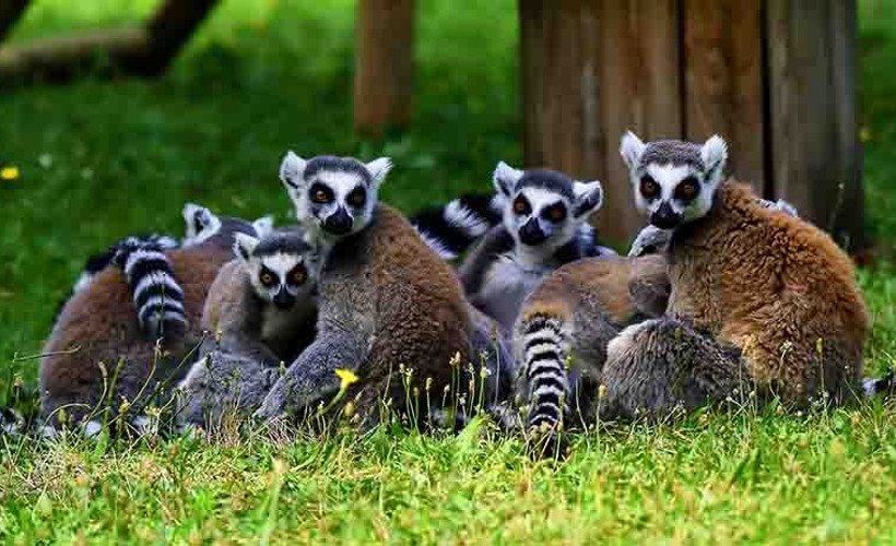 Fransa’da hayvanat bahçesinden 10 lemur, 2 de tamarin maymunu çalındı
