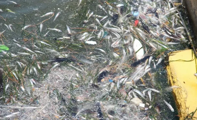 İzmir'de sahile vuran ölü balıklar yurttaşları korkuttu