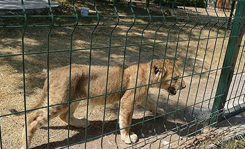 'Sabaha kadar aslanların kükremesinden uyuyamıyoruz'