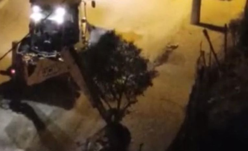 Kayyım, gece karanlığında ağaç katliamı yaptı