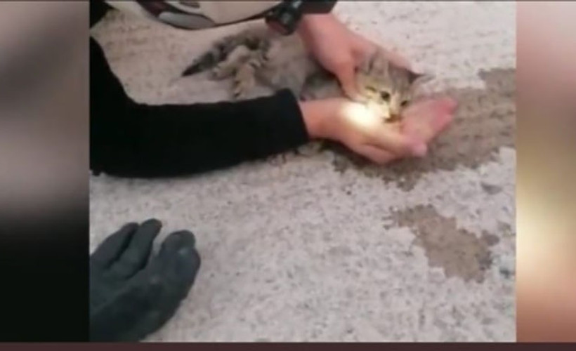 Sıkışarak kalbi duran yavru kediye kalp masajı yaparak kurtardı