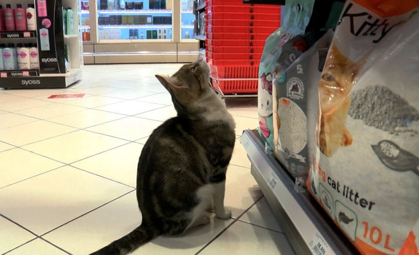 Zorla mama aldıran 'dilenci kedi'