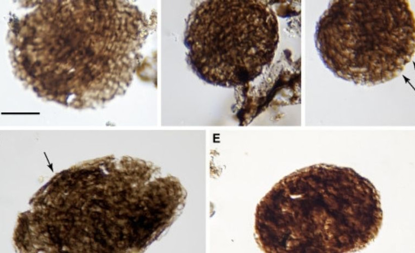 İskoçya'da milyar yıllık fosil: En eski çok hücreli olabilir