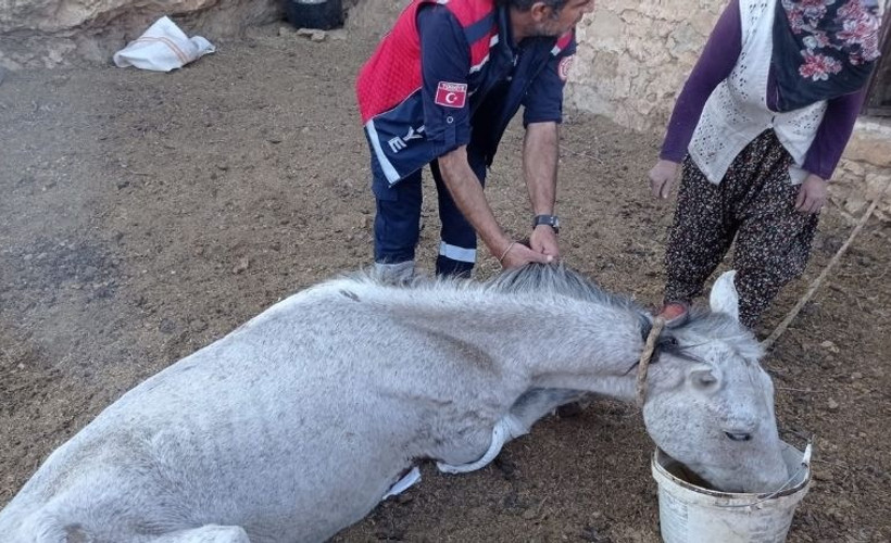 5 gündür mağarada mahsur kalan at kurtarıldı