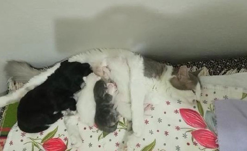 Anne kedi Maya, sahipsiz köpeği de emziriyor