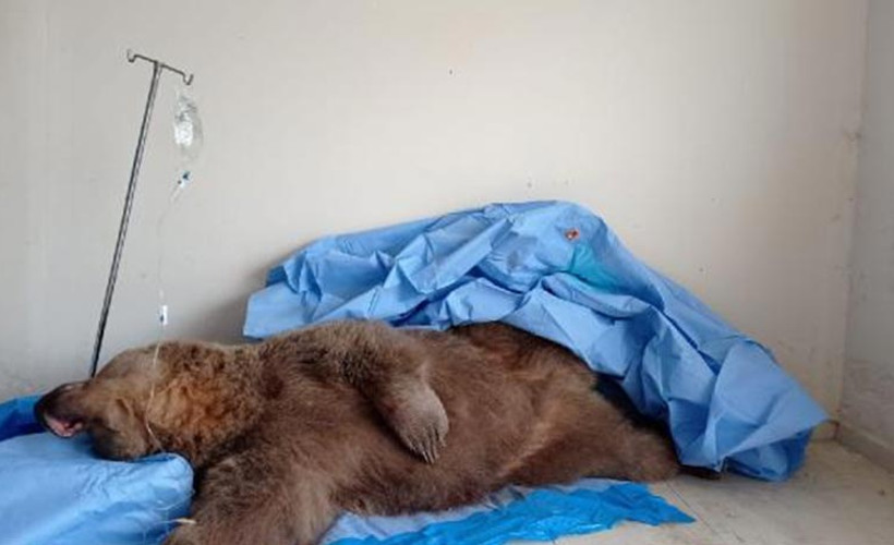 Van'da otomobilin çarptığı bozayı yaşam savaşını kaybetti