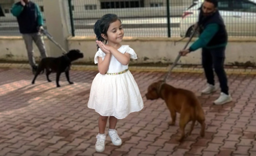 İki 'pitbull'un 4 yaşındaki çocuğa saldırmasının ardından 3 tutuklama