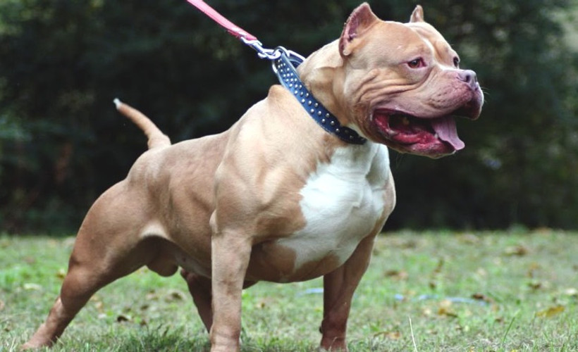 Yargıtay’dan Pitbull kararı: En ağır cezayı gerektirir