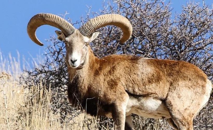 Dersim’de koruma altındaki yaban keçisi vuruldu