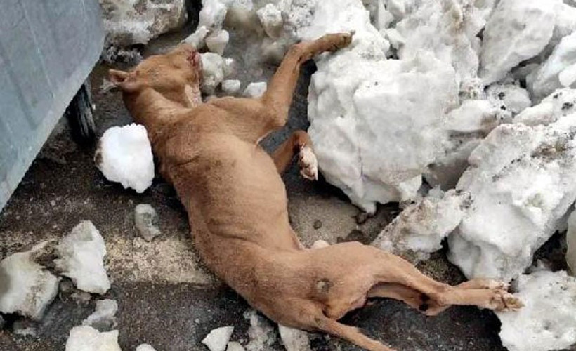 Maraş'ta köpekler donarak can verdi