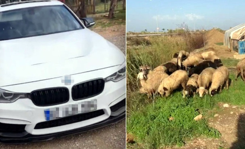 Lüks otomobille hayvan hırsızlığı