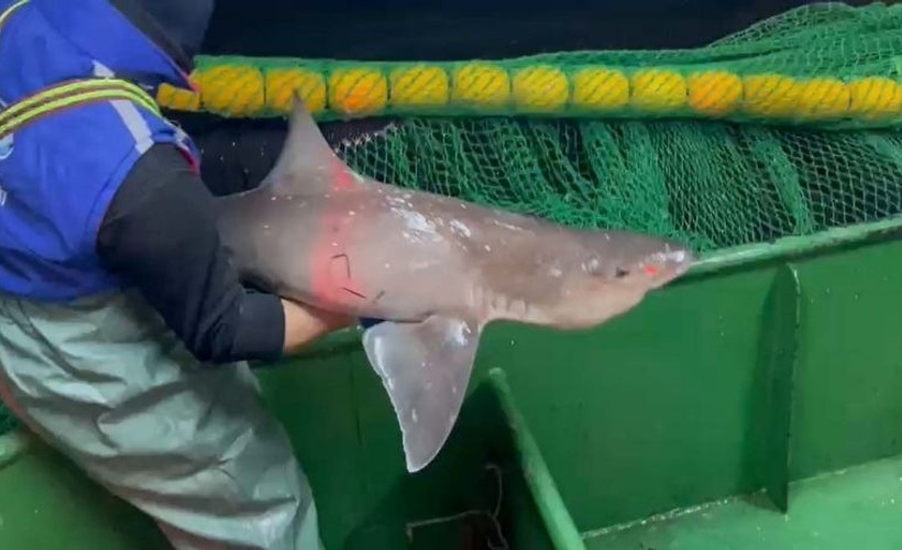 Çanakkale Boğazı'nda ağa takılan 2 köpek balığı denize salındı