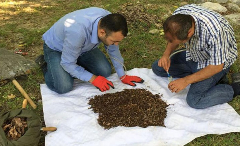 Maraş'ta yeni örümcek cinsi keşfedildi: Turkocranum