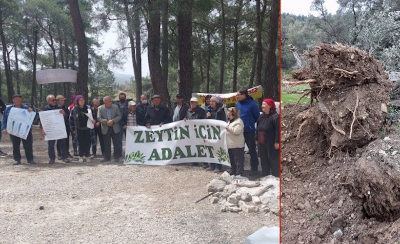 İkizköy'de direniş kazandı: Sökülen zeytin ağaçları geri dikilecek