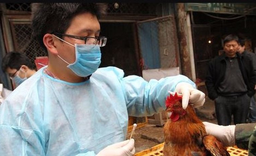 Çin'de kuş gribinin H3N8 türüne ilk kez bir insanda rastlandı