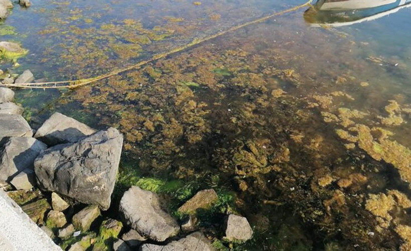 Silivri Sahili'nde deniz çöplüğe döndü