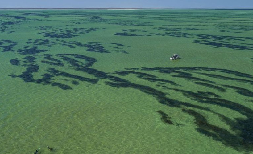 Dünyanın en büyük bitkisi keşfedildi: 180 km uzunluğunda deniz otu
