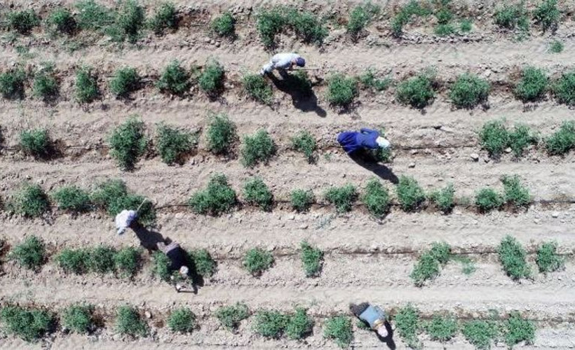 Türkiye’de kuraklık krizi büyüyecek: Bu yıl tarımsal verim azalacak, 2040’a kadar su stresi artacak