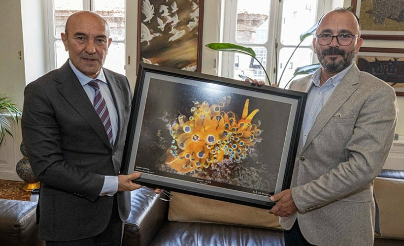 İzmir Körfezi'nde kabuksuz deniz salyangozu görüldü: ‘Körfez yeniden hayata dönüyor’