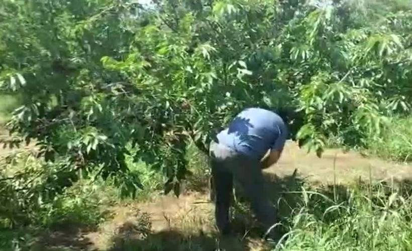 Çiftçi, kiraz fiyatı maliyetini karşılamayınca ağaçlarını kesti