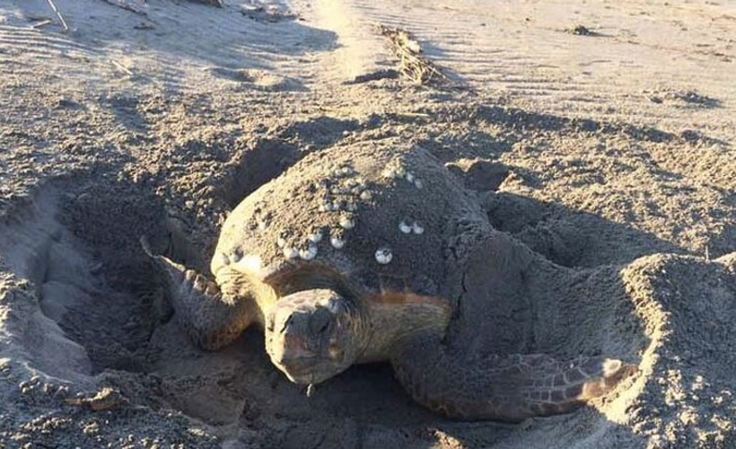 Patara Plajı'nda 86 caretta caretta yuva yaptı