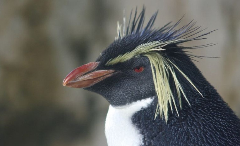 Penguenler yavaş evrimleşiyor: 18 türün tamamına yakını tehlikede