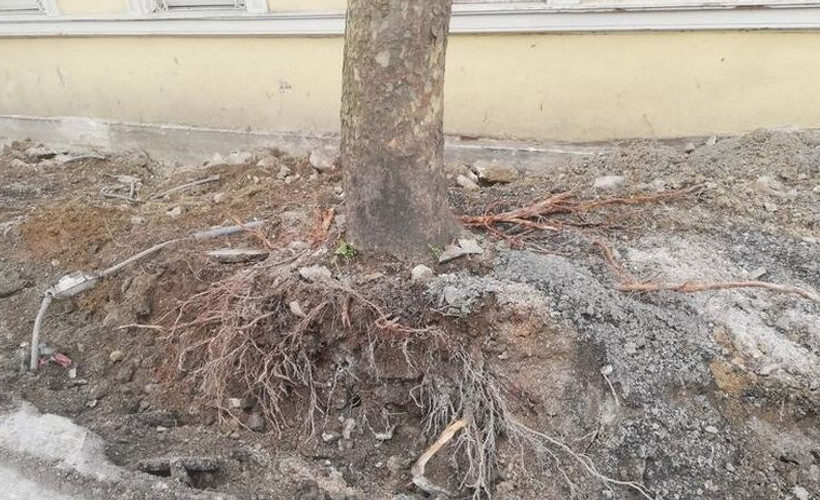 TMMOB Orman Mühendisleri Odası: 112 anıtsal nitelikteki çınar ağacı hastalık bahanesiyle kesildi