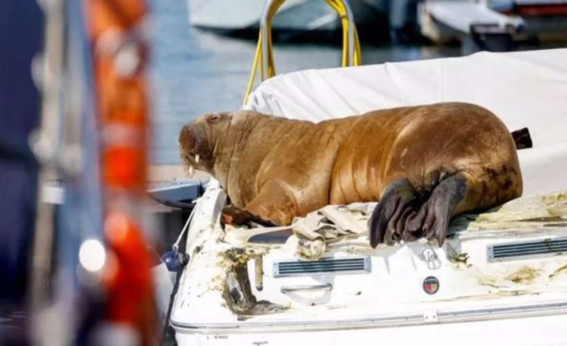 Norveç'in ünlü deniz aygırı 'halk güvenliği' gerekçesiyle uyutuldu