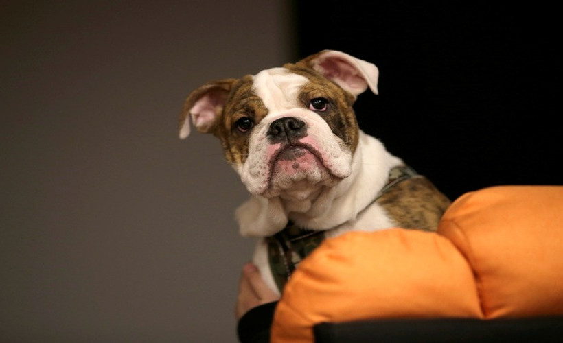 Maymun çiçeği ilk kez köpeklerde görüldü