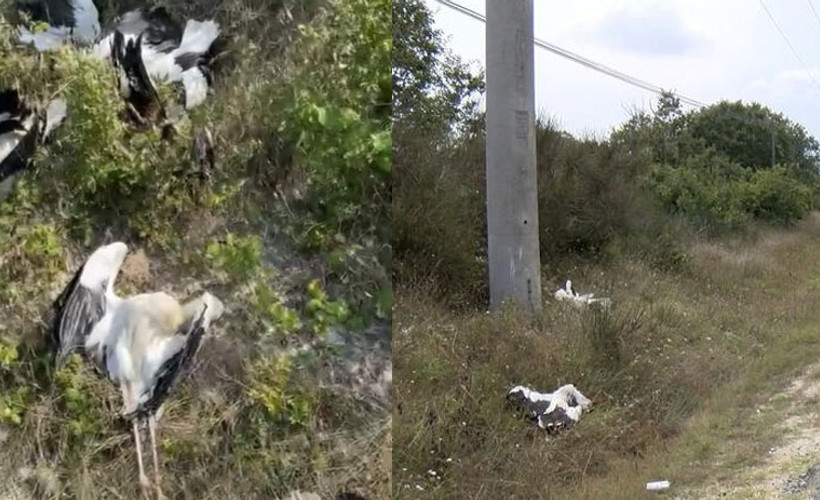 Silivri'de onlarca leylek öldü, mahalleli tepki gösterdi: 'Elektrikten dolayı ölüyorlar'
